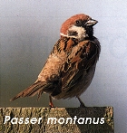 Passer montanus