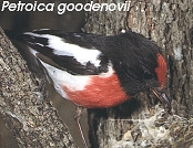 Petroica goodenovii