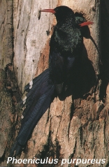 Phoeniculus purpureus
