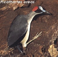 Picathartes oreas