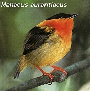 Manacus aurantiacus