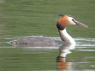 Podiceps cristatus (Alain Fossé)