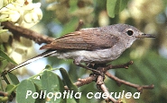 Polioptila caerulea