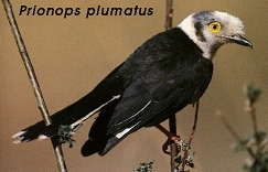 Prionops plumatus