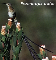 Promerops cafer
