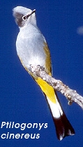 Ptilogonys cinereus