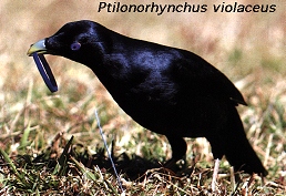 Ptilonorhynchus violaceus