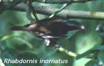 Rhabdornis inornatus