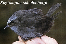 Scytalopus schulenbergi