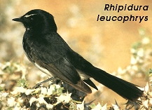 Rhipidura leucophrys