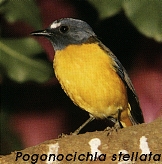 Pogonocichla stellata