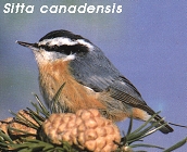 Sitta canadensis