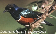 Lamprotornis superbus