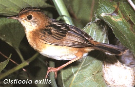 Cisticola exilis