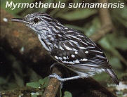 Myrmotherula surinamensis