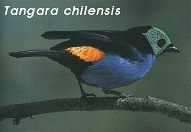 Tangara chilensis