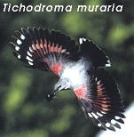 Tichodroma muraria