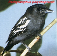 Pachyramphus polychopterus