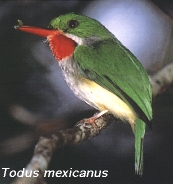 Todus mexicanus