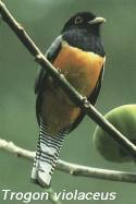 Trogon violaceus