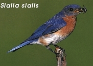 Sialia sialis