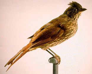 Turnagra capensis (teint/extinct)