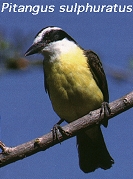 Pitangus sulphuratus