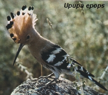 Upupa epops