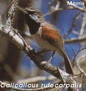 Calicalicus rufocarpalis