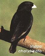 Vidua chalybeata