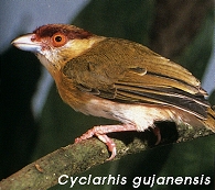 Cyclarhis gujanensis