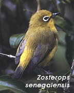 Zosterops senegalensis