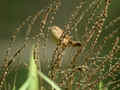 Locustelle luscinioïde Locustella luscinioides