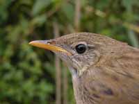 Locustelle tachetée Locustella naevia