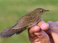 Locustelle tachetée Locustella naevia