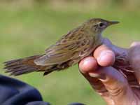 Locustelle tachetée Locustella naevia