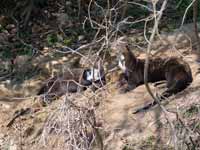 Loutre géante Pteronura brasiliensis