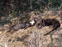 Loutre géante Pteronura brasiliensis