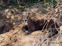 Loutre géante Pteronura brasiliensis