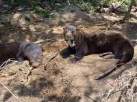 Loutre géante Pteronura brasiliensis