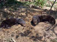 Loutre géante Pteronura brasiliensis