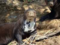 Loutre géante Pteronura brasiliensis