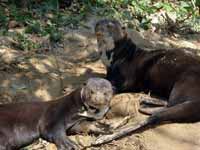 Loutre géante Pteronura brasiliensis