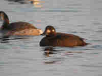 Macreuse brune Melanitta fusca