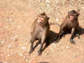 Macaque crabier Macaca fascicularis