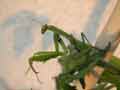 Mante religieuse Mantis religiosa