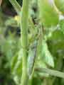 Mante religieuse Mantis religiosa