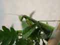 Mante religieuse Mantis religiosa