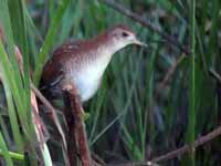 Marouette de Baillon Zapornia pusilla