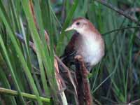 Marouette de Baillon Zapornia pusilla